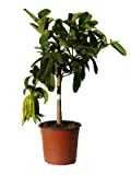 Meine Orangerie Citrus Medica Digitata - Hand of Buddha -...