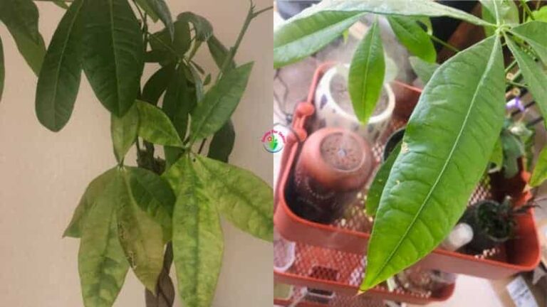 Árbol del dinero con humidificador