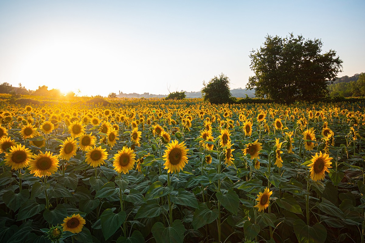 The sunflower is made up of different parts