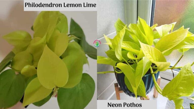 Diferencia entre Neon Pothos y Lemon Lime Philodendron