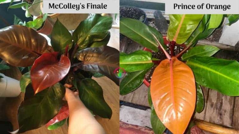 Comparación entre Philodendron McColley