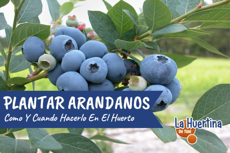 Plant blueberries.  How to grow this fruit bush in the garden