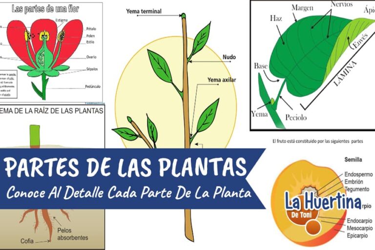 partes de la planta