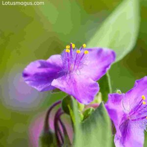 purple heart flower