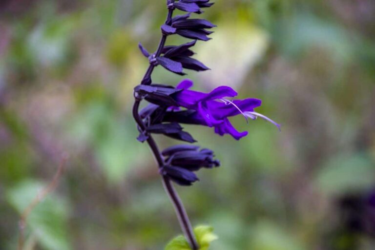 Salvia farinacea: cuidados