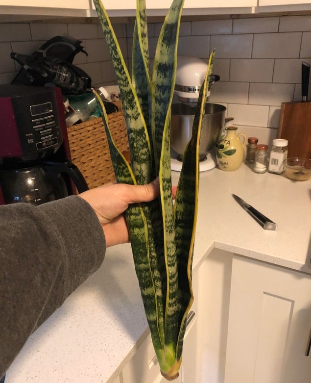 Snake Plant Propagation Guide (Step by Step) - ISPUZZLE