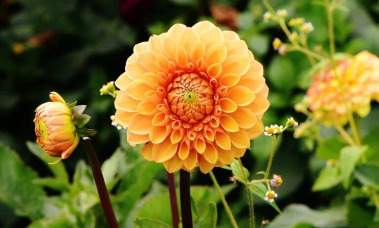 Las dalias son flores mejicanas