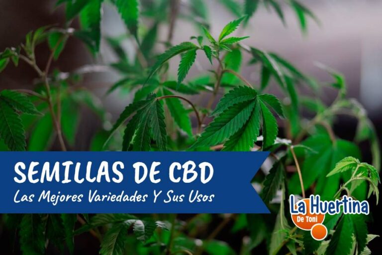 semillas de cbd
