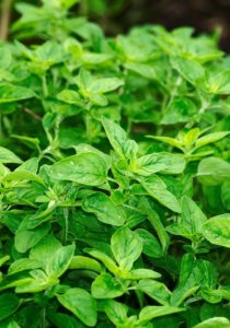 A small green bush
