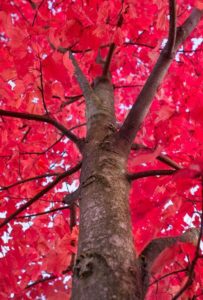 a red maple