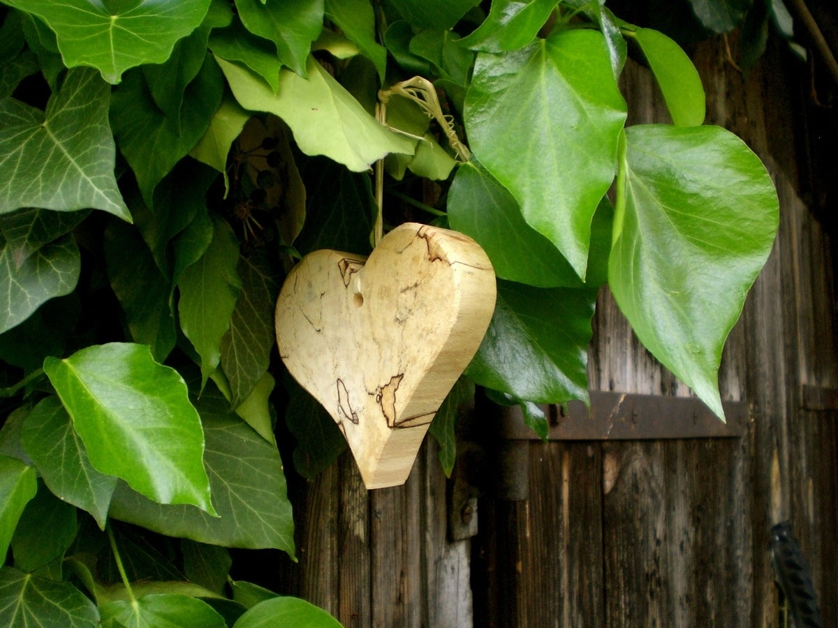 There are several perennial climbing plants that are resistant to cold