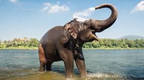 Which animal carries the most load?