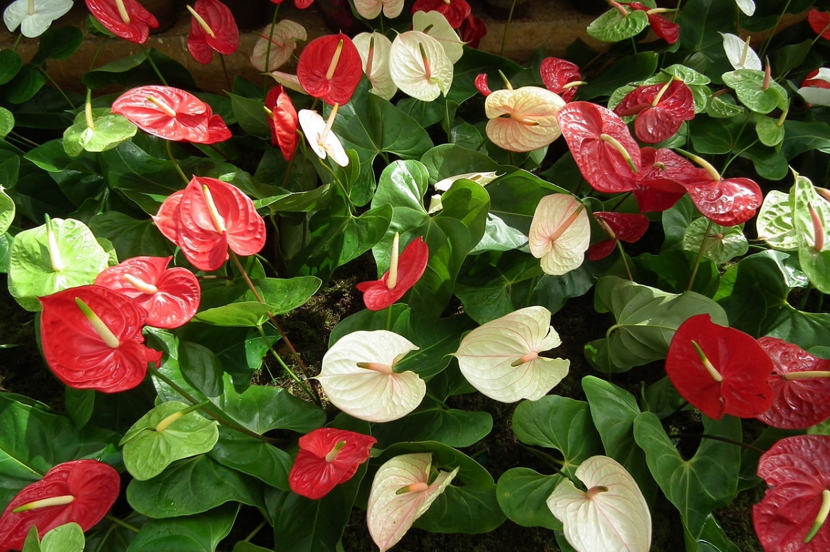 Anthuriums are poisonous plants