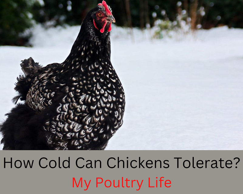 ¿Qué tan frío pueden tolerar los pollos?  (respuesta detallada)