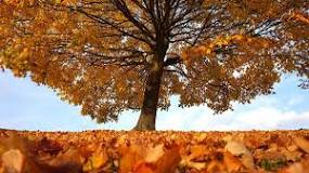 How can a tree wither?