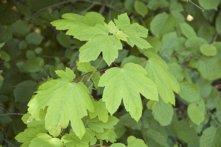 El falso pl&aacute;tano es un &aacute;rbol frondoso