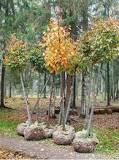 What is the best time of year to plant a tree? What is the best time of year to plant a tree?