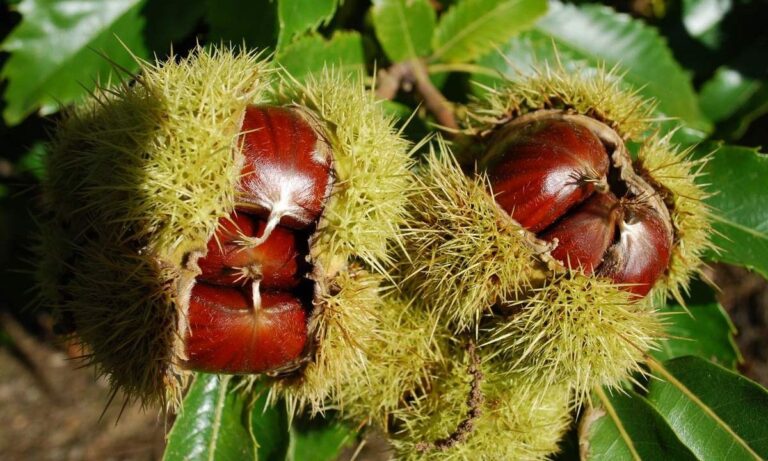 casta&ntilde;as