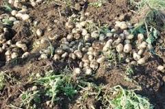 How many kilos of potatoes does it take to plant one hectare?