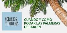 How are palm branches cut?