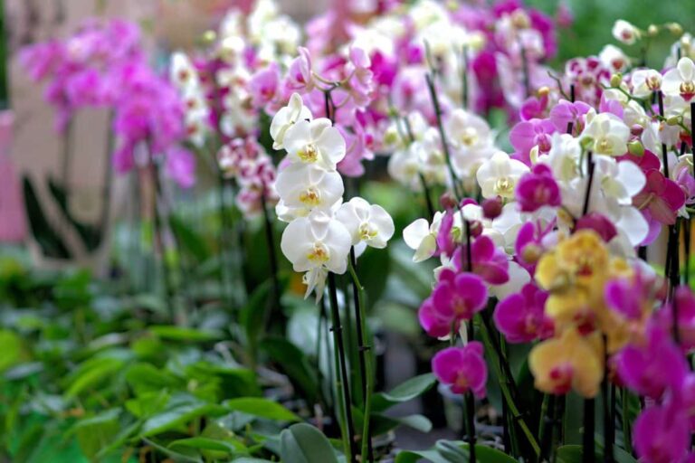Qu&eacute; hacer cuando la orqu&iacute;dea pierde las hojas