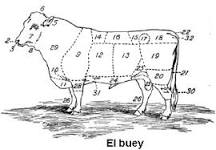 What are the characteristics of an ox?