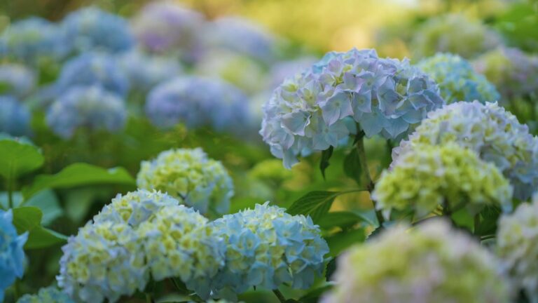 trasplantar hortensias