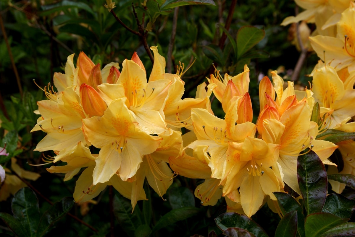 Rhododendron blooms in spring