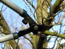 When is the best time to prune?