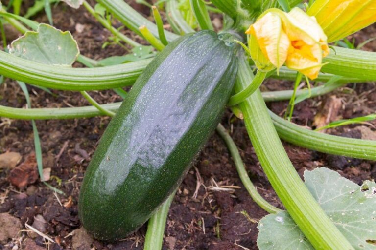 cuando se plantan los calabacines en casa