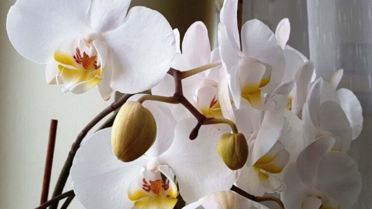 flores bonitas en casa
