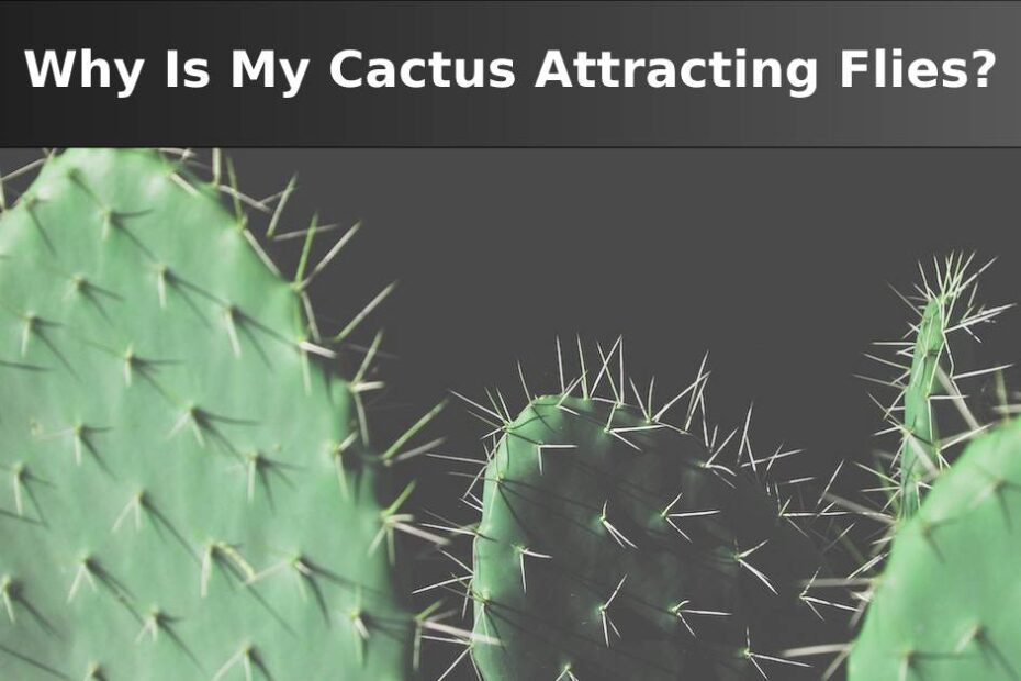 Cactus que atraen moscas