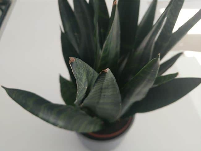 snake plant brown spikes sansevieria trifasciata