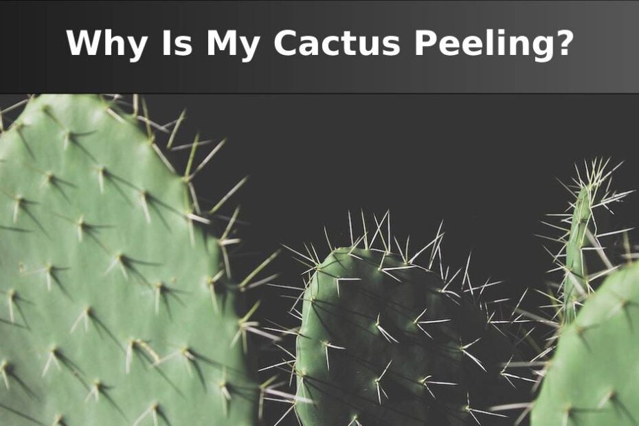¿Por qué mi cactus se está pelando?