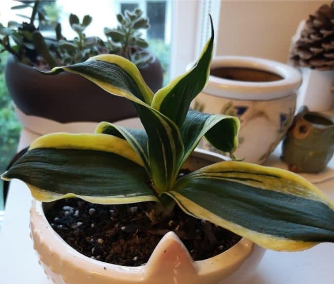 dependent snake plant due to insufficient drainage