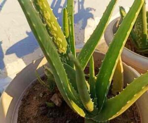 Flower of Aloe Vera Happiness