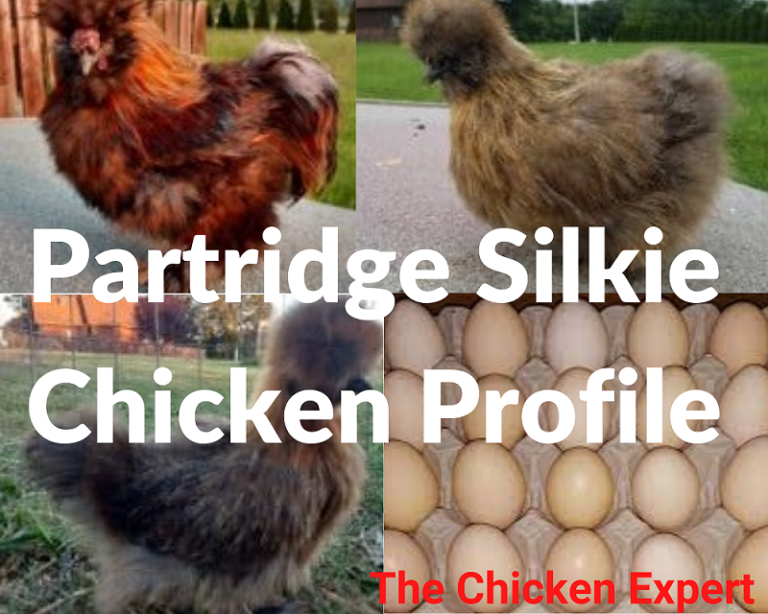Pollo Silkie con perdiz: todo lo que debes saber