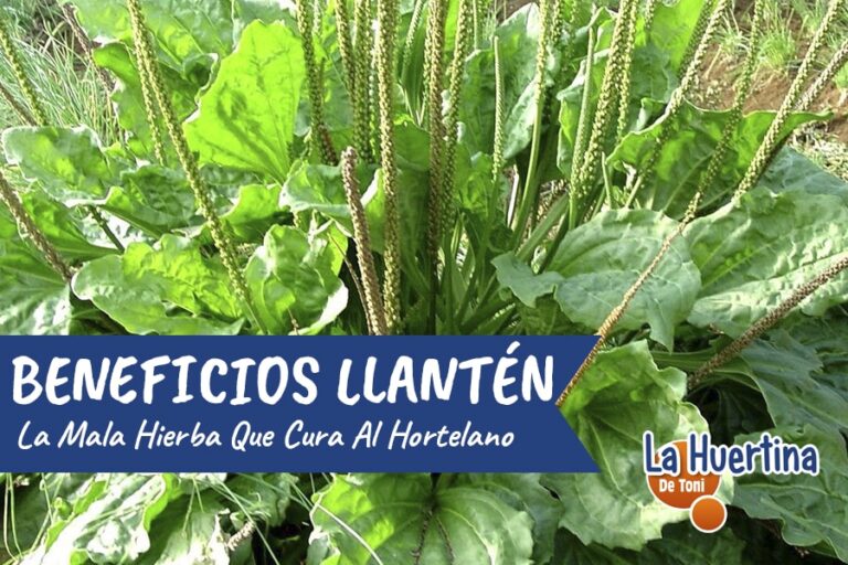 llanten planta