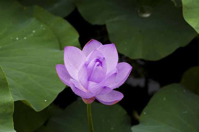 Significado flor de loto violeta.