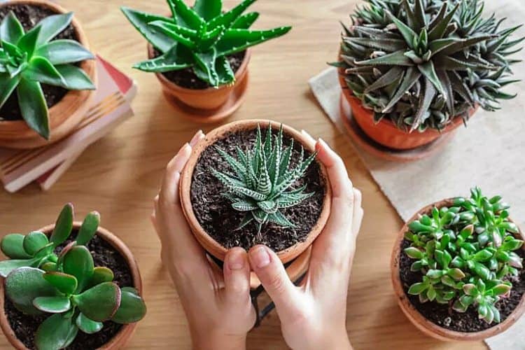10 Indoor Succulent Plant Care Tips