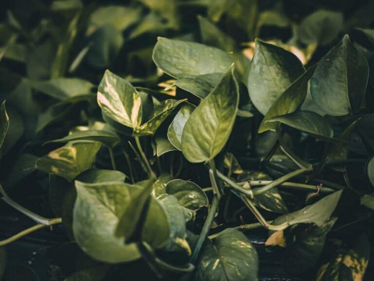Un pothos en el artículo 10 variedades de pothos más raras que te encantará tener en casa