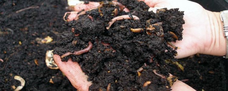 Benefits of worm humus