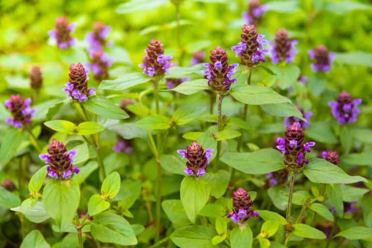 Growing a Self-Healing Plant for Your Homestead Medicine Cabinet