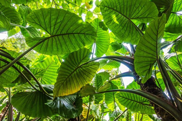 15 tropical and cold-resistant tropical plants