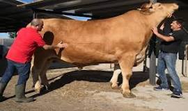 How much does a 7 year old ox weigh? How much does a 7 year old ox weigh?