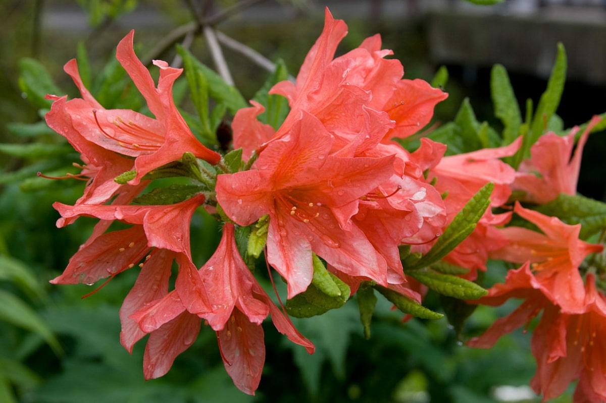 Rhododendron japonicum has orange flowers
