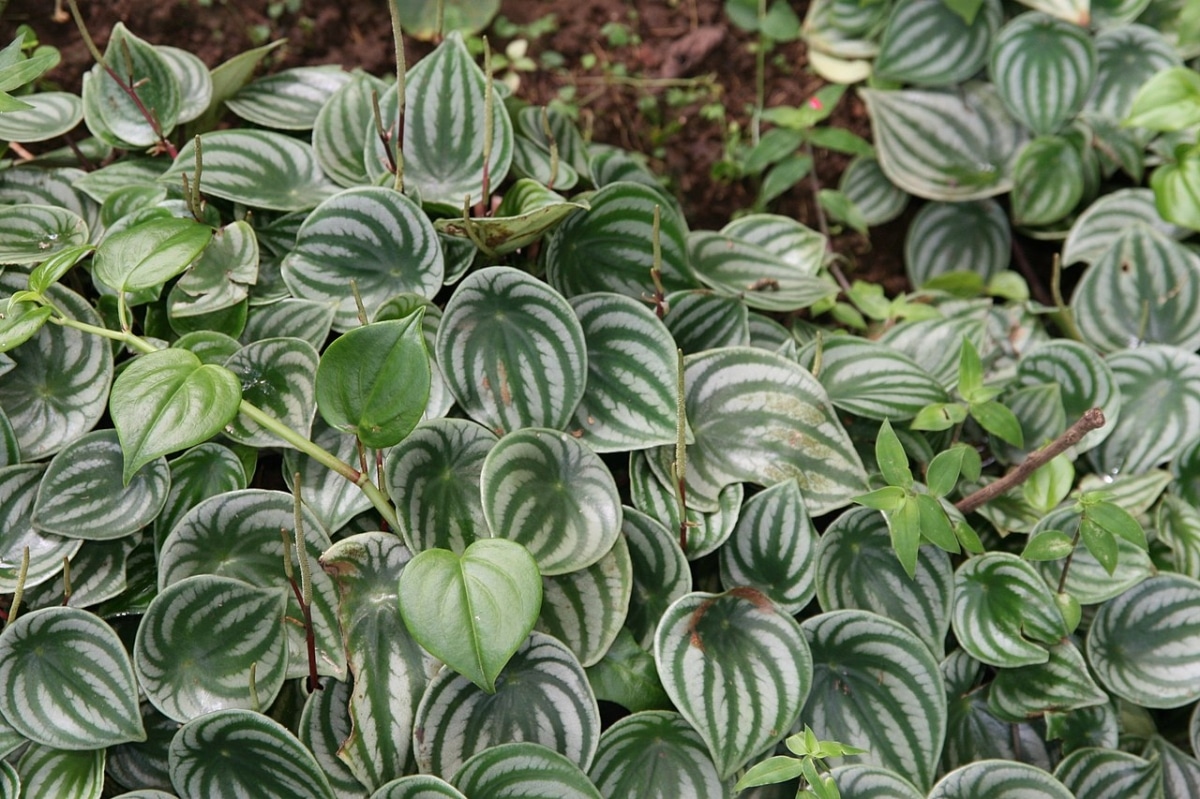 Peperomia watermelon is a small herb