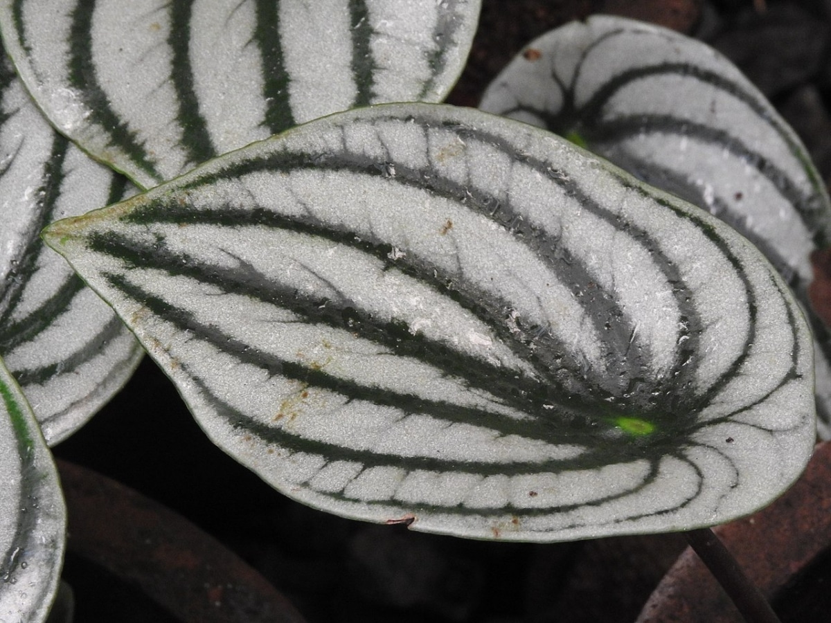 Peperomia watermelon is a tropical herb