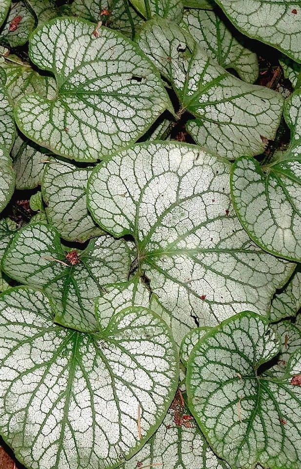 Una planta de peperomia en el artículo ¿Cómo cuidar su planta de Peperomia Frost?
