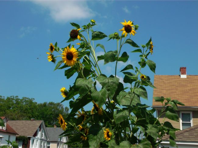 How big can sunflowers get?